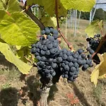 Wijndomein Joris * 斯莱纳肯