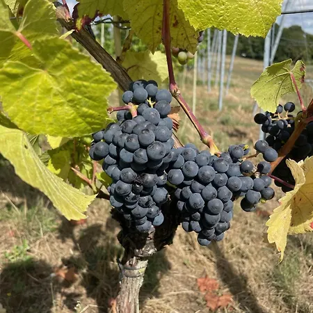 Wijndomein Joris * Slenaken