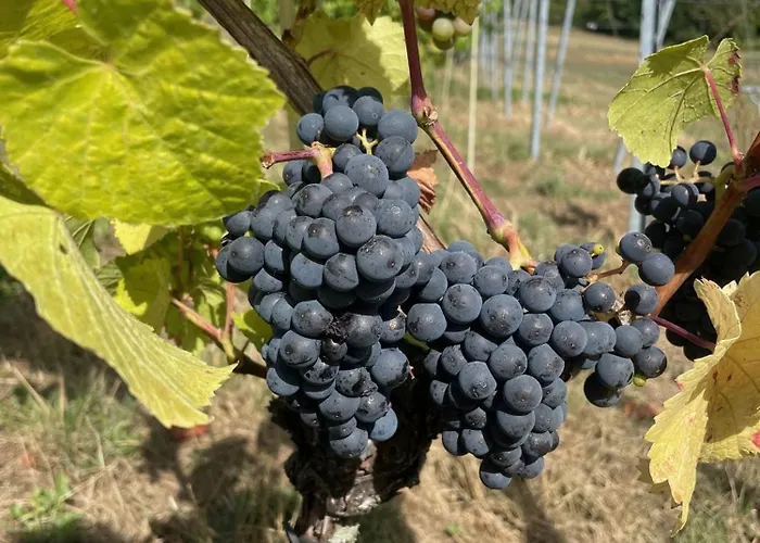 Wijndomein Joris * Slenaken